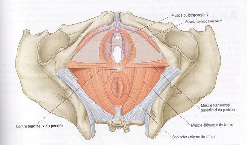 ABC du périnée (professionnel de la forme et du yoga)